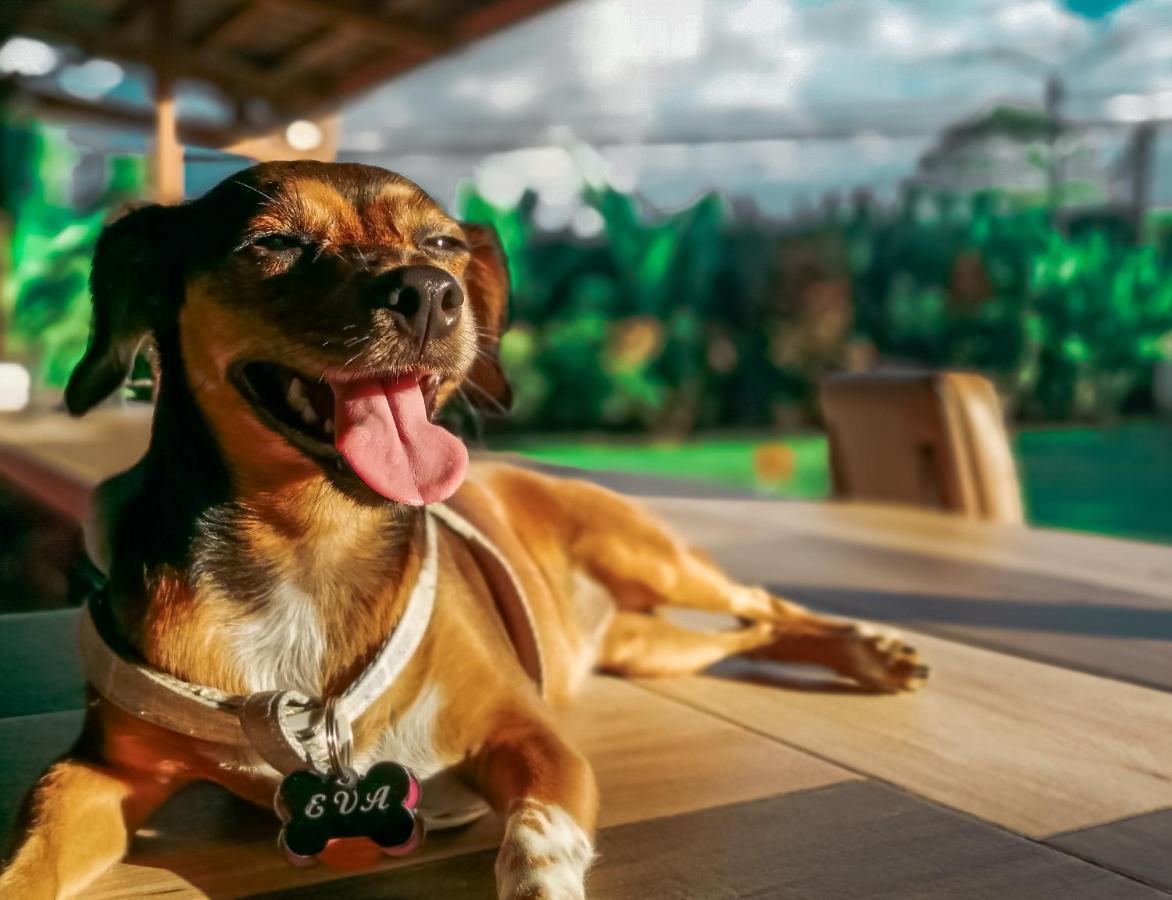 Arenal Backpackers Resort Ла Фортуна Экстерьер фото A dog with a tag