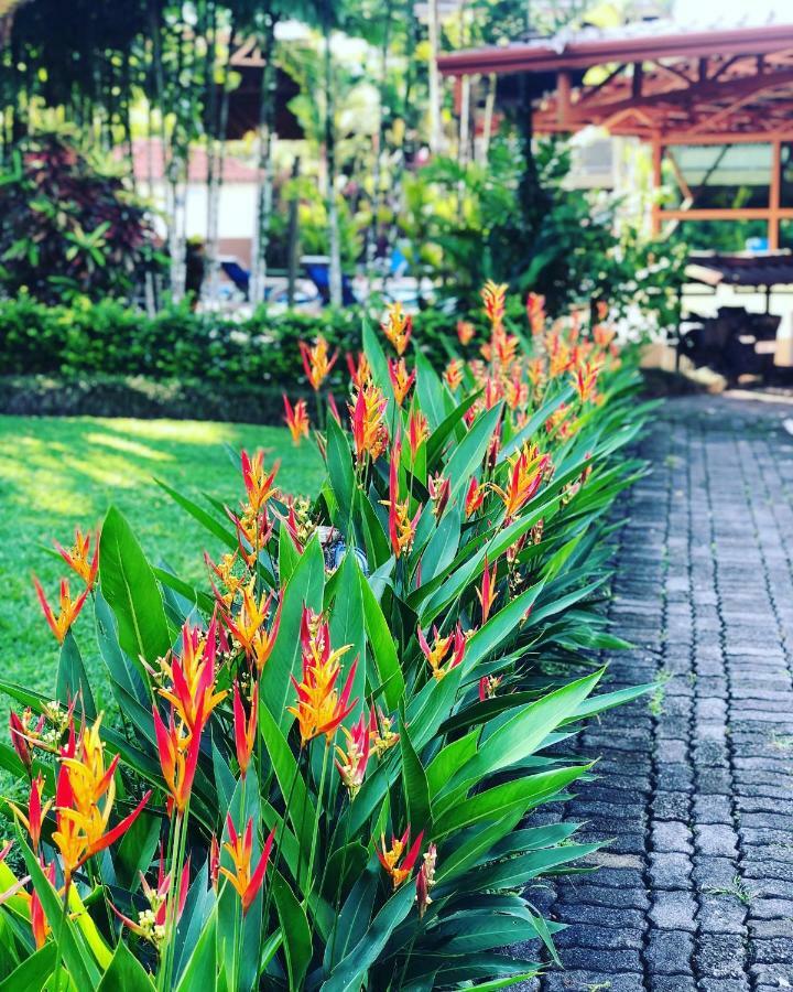 Arenal Backpackers Resort Ла Фортуна Экстерьер фото Heliconia in a garden